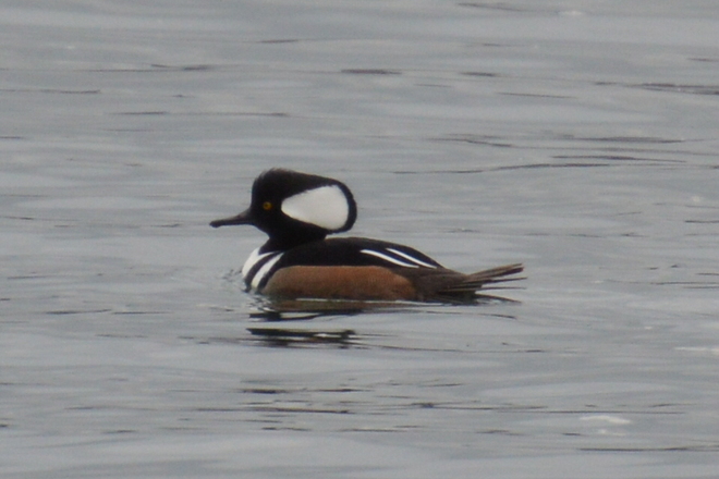 Hooded Merganser (Male) North Vancouver, British Columbia Canada