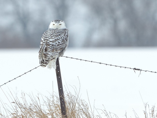 Snowy Owl London, Ontario Canada