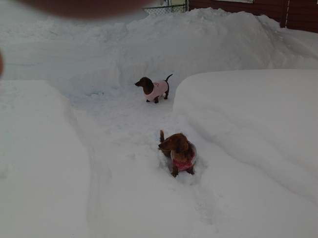 2 Mini dachshunds enjoying the snow St. John's, Newfoundland and Labrador Canada