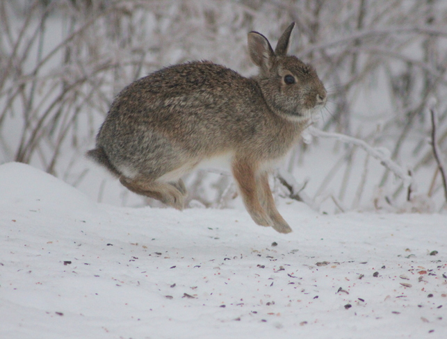 The Bunny Hop? Brockville, Ontario Canada