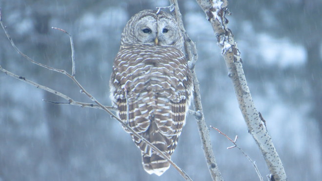 our resident owl just hanging out Rutherglen, Ontario Canada
