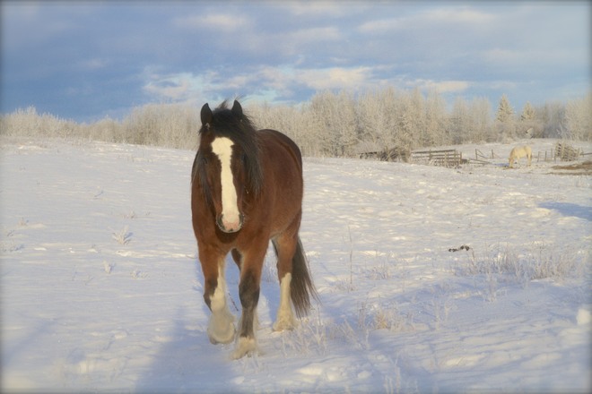 Year of the Horse 2014 Calgary, Alberta Canada