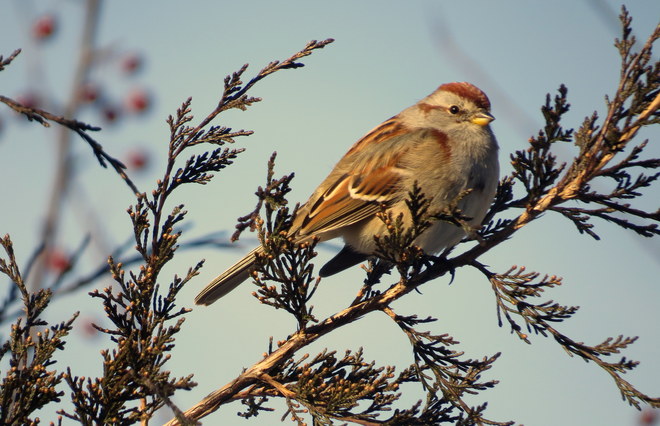 Sparrow Hastings, Ontario Canada