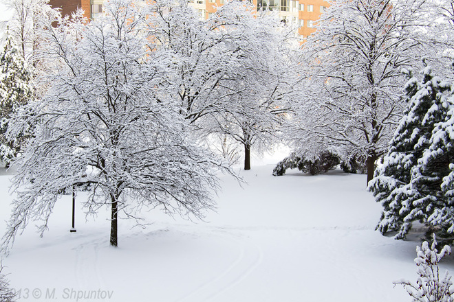 Snowfall Trees Richmond Hill, Ontario Canada