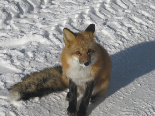 fox Chapleau, Ontario Canada