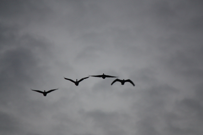 A small formation of geese flying. Point Edward, Ontario Canada