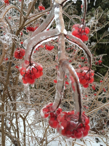 Freezing Red Cherry Waterloo, Ontario Canada