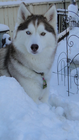 Makya loves the snow Calgary, Alberta Canada
