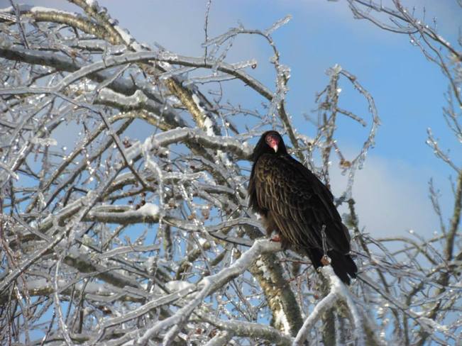 Vulture in Tree - Ice Storm in NB St. George, New Brunswick Canada