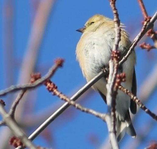 Bird Montréal, Quebec Canada