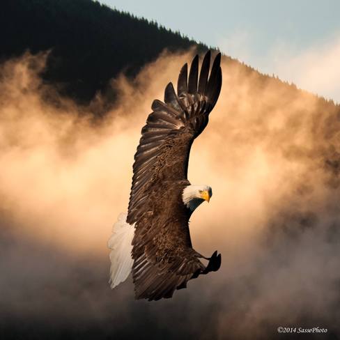 Eagle in Mist Delta, British Columbia Canada