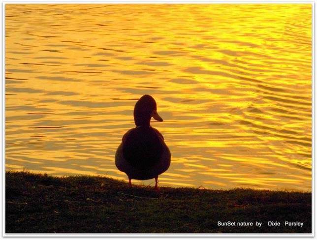 Duck in the sunset St. John's, Newfoundland and Labrador Canada