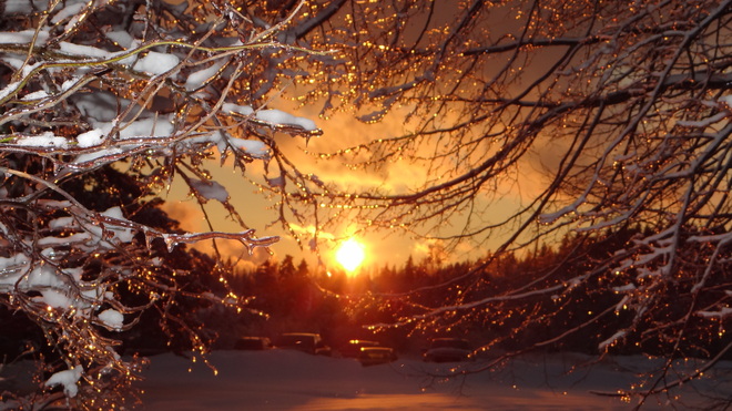 sunset through trees Saint John, New Brunswick Canada
