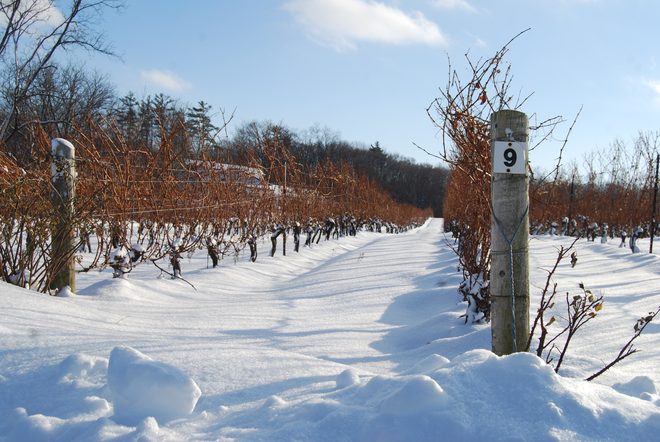 Vineyard in winter Vineland, Ontario Canada