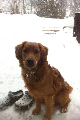Marvin loves the snow Brockville, Ontario Canada
