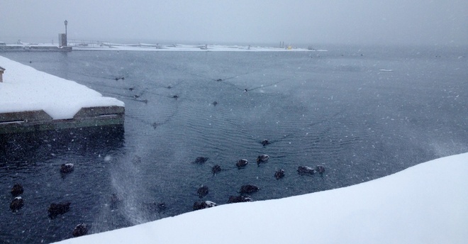 quack Port Hawkesbury, Nova Scotia Canada