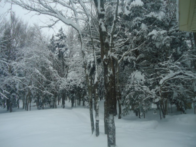 Snow, snow and more snow. Moncton, New Brunswick Canada