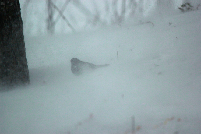 Junco caught in Blizzard Upper Tantallon, Nova Scotia Canada