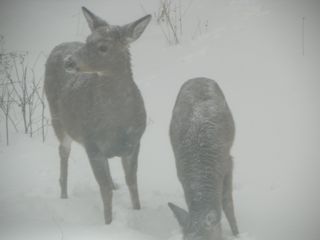 Deer Truro, Nova Scotia Canada
