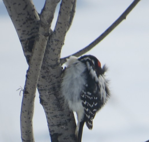 Now that is one cold woodpecker Rutherglen, Ontario Canada