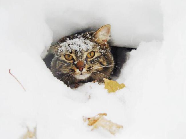 The Snow Cat. Carman, Manitoba Canada