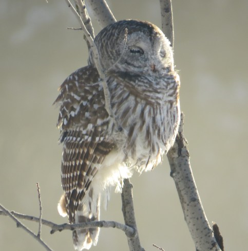 Bart our barred owl caught sleeping on the limb Rutherglen, Ontario Canada