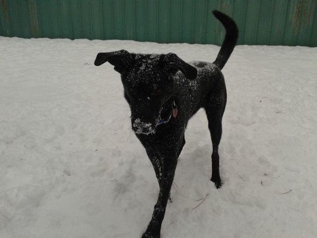 max enjoying his first snow fall Ottawa, Ontario Canada