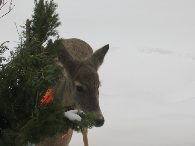 Deer Mr. Friendly Port Elgin, Ontario Canada