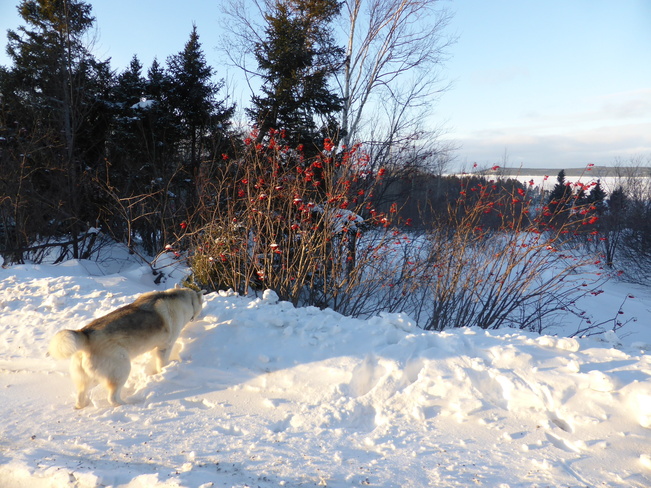 Nukka In The Snow Birchy Bay, Newfoundland and Labrador Canada