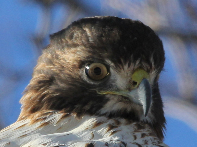 Red-tailed Hawk Fergus, Ontario Canada