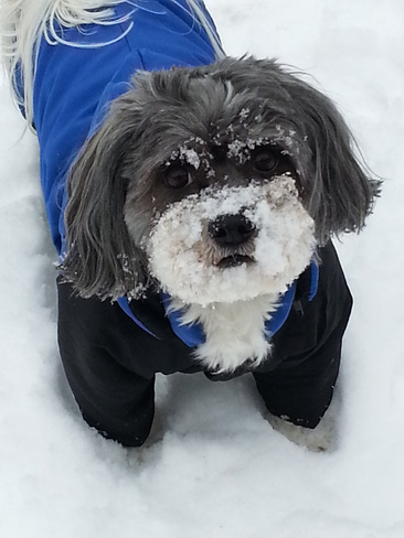 Austin enjoying the snow St. Catharines, Ontario Canada