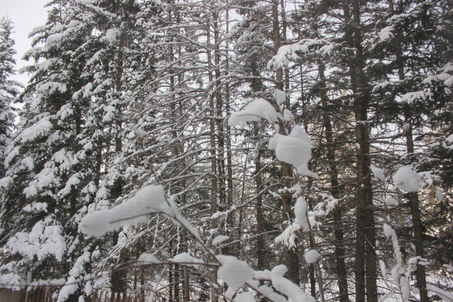 fresh snow Hinton, Alberta Canada