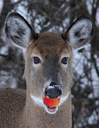 Rudolph, is that you? Ingleside, Ontario Canada