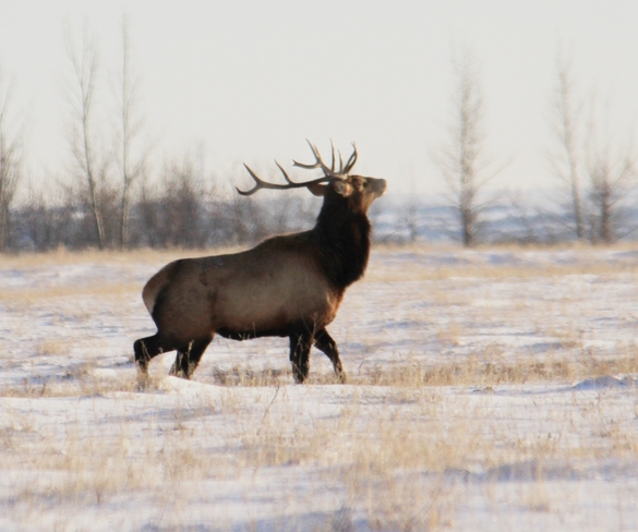 young bull Brooks, Alberta Canada