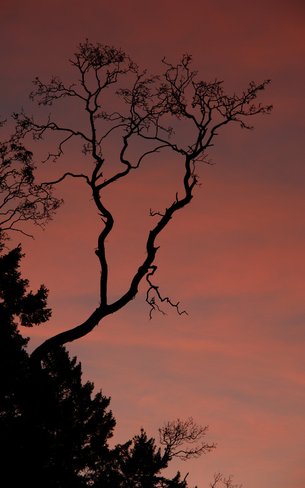 Sunset Highlighting Arbutus Branches 