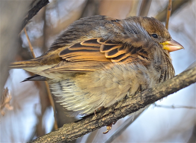 the humble house sparrow Ottawa, Ontario Canada
