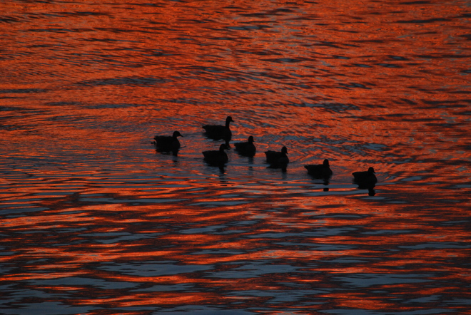 Geese wearing sunset colors South Kelowna, British Columbia Canada