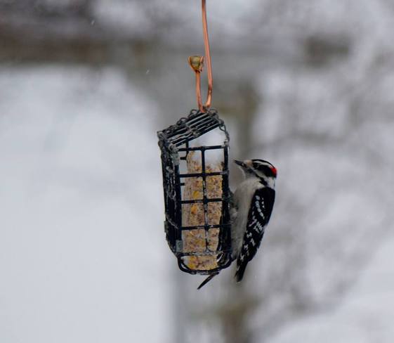 Downy woodpecker at the suet feeder Hudson, Quebec Canada