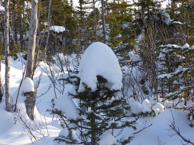 Snow Topped Birchy Bay, Newfoundland and Labrador Canada