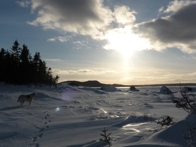 Afternoon Sun Birchy Bay, Newfoundland and Labrador Canada