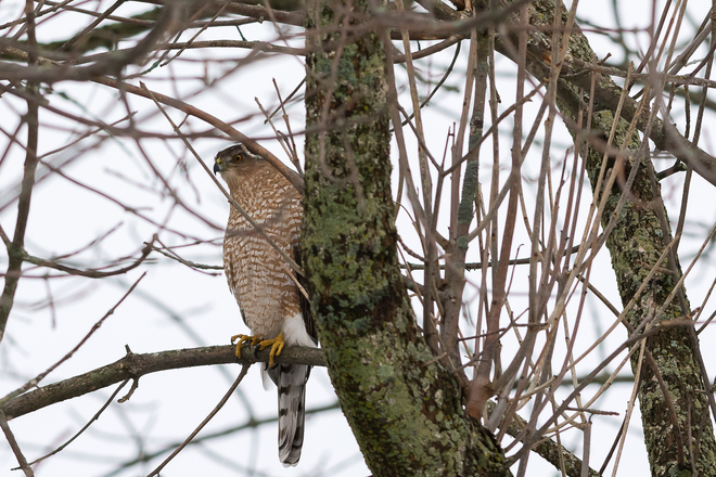 Cooper's Hawk at Lemoines Point Kingston, Ontario Canada