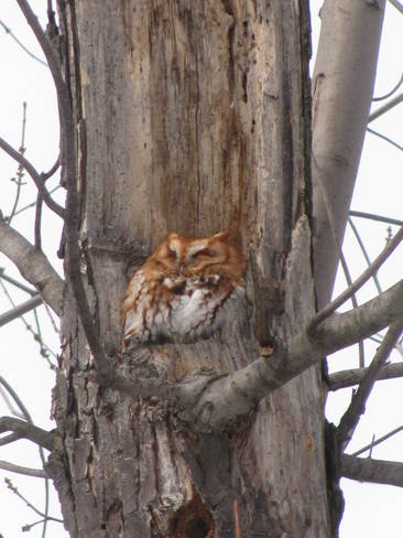 Screech Owl Hamilton, Ontario Canada