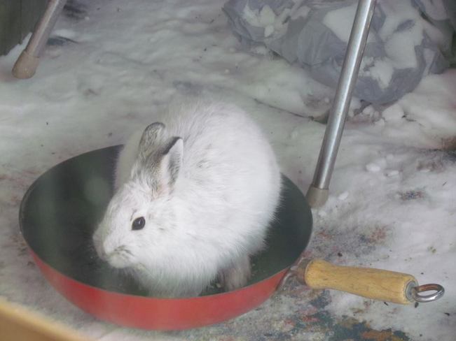 Hungry Bunny Marwayne, Alberta Canada