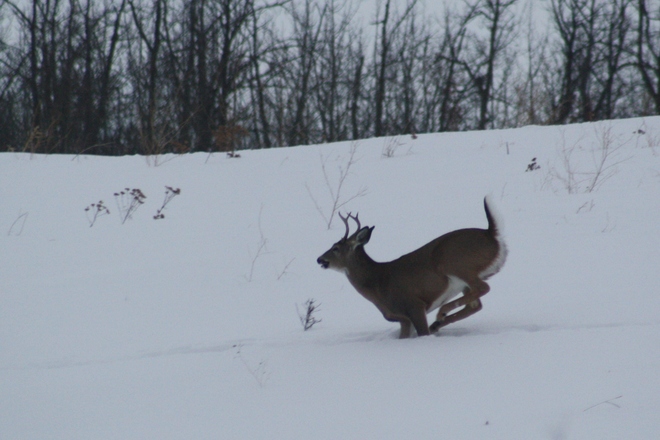 Leaping Whitetail deer Tofield, Alberta Canada