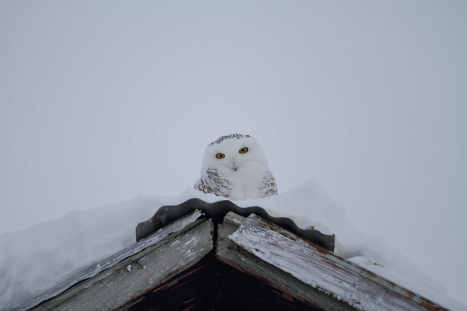 Tootie the Snowy Owl Burlington, Ontario Canada