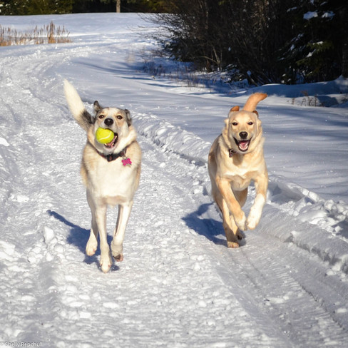 Two little Mushkadoodles having snow much fun! Lower Sackville, Nova Scotia Canada
