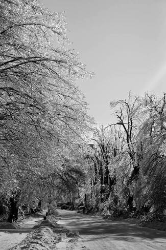 Frozen trees Brampton, Ontario Canada
