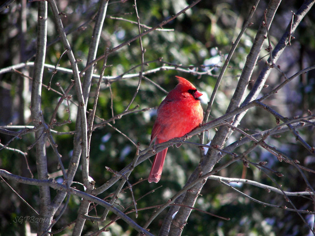 Majestic Cardinal Barrie, Ontario Canada