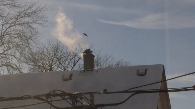Birds keeping warm at the top of a chimney Windsor, Ontario Canada