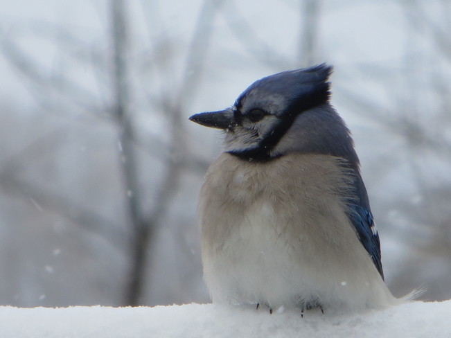 blue jay on a cold day Morriston, Ontario Canada